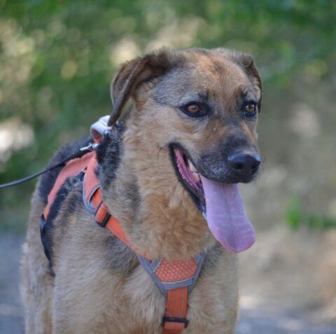 LAIKA 2 ans, douce et affectueuse 315 24140 Douville