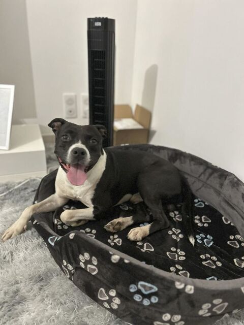 VICTORIO, crois&eacute; boston terrier 8 ans 0 30000 N�mes