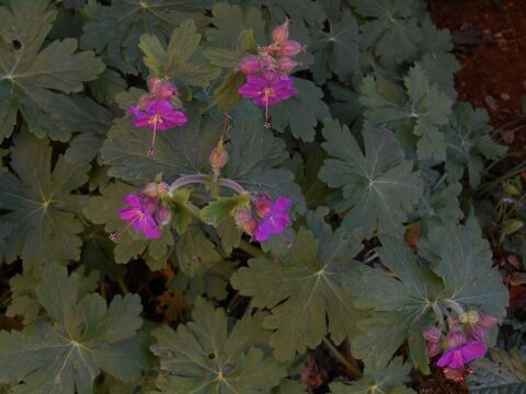 Graniums vivaces par 25 plants
10 Dijon (21)