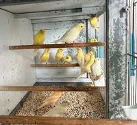   oiseaux canari à  vendre 