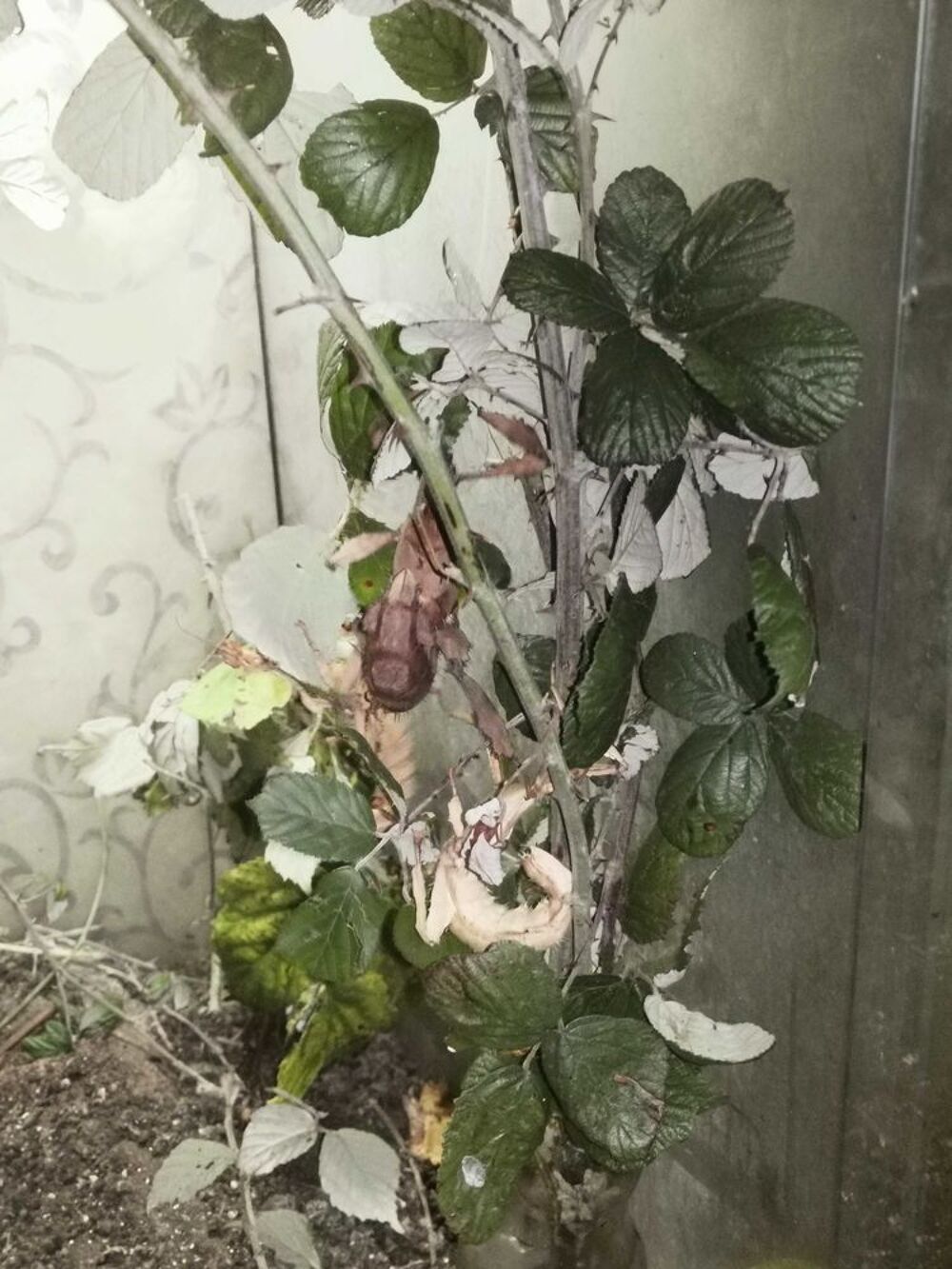 terrarium et phasmes Jardin