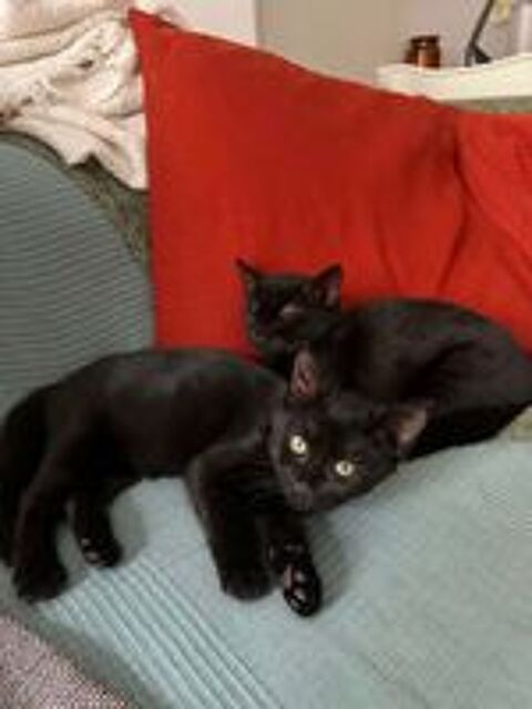   Colette & Selma 2 chatonnes sociables ok chats et chiens. 