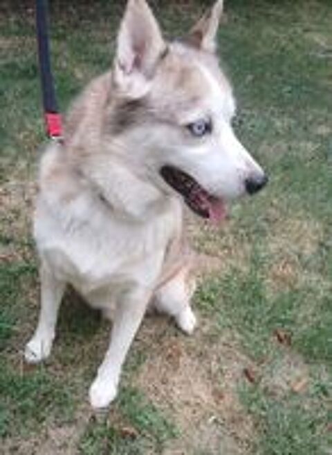   Pomsky F2 a placer  