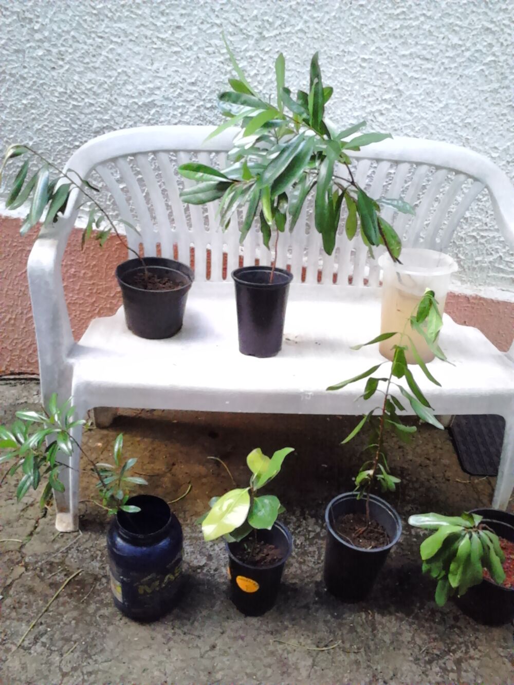 Plantes aromatiques et m&eacute;dicinales Jardin