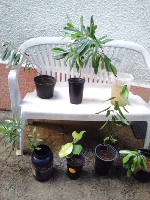 Plantes aromatiques et m�dicinales 6 Ducos (97)