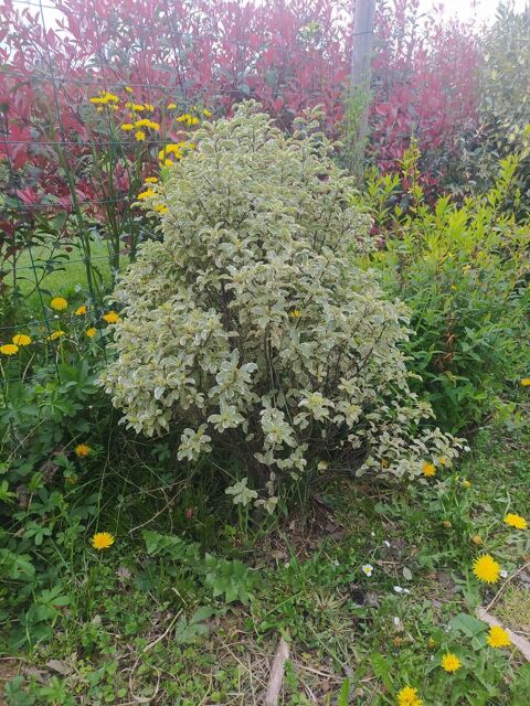 plante 10 La Tour-du-Crieu (09)