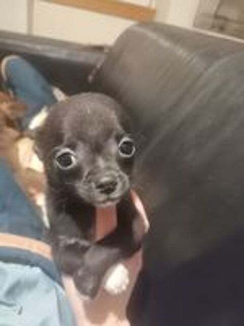   Chiot chihuahua  
