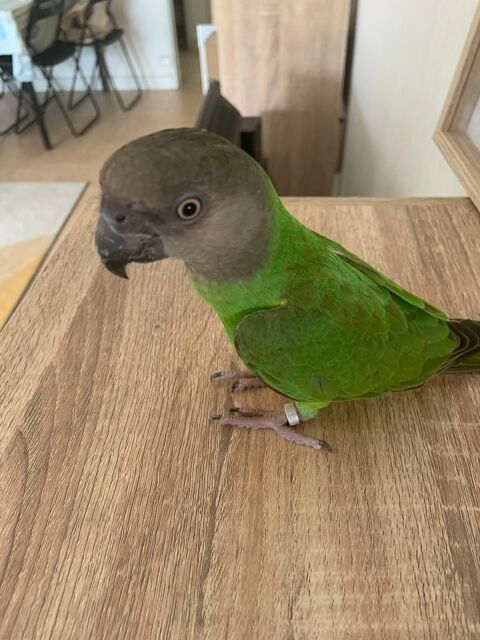 Mini perroquet Youyou du Sénégal 450 76610 Le havre