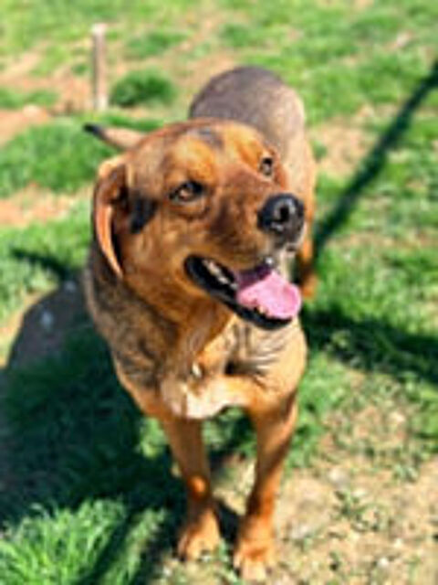   Pako mâle de 3 ans 