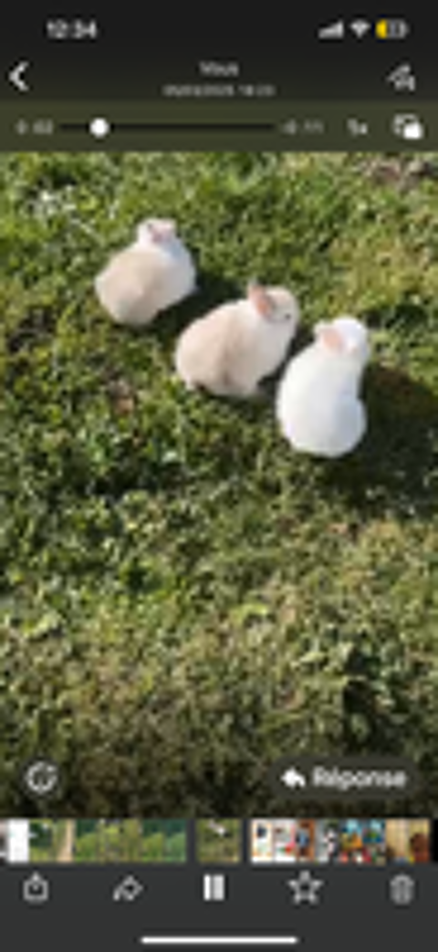   Magnifique lapin extra nain 
Mle et femelle 

