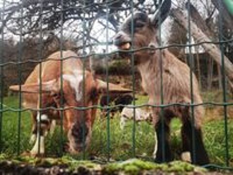   Chèvres naines apprivoisées 