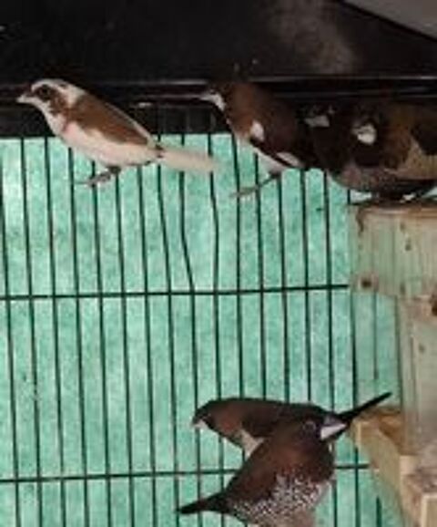   Moineau du japon  
