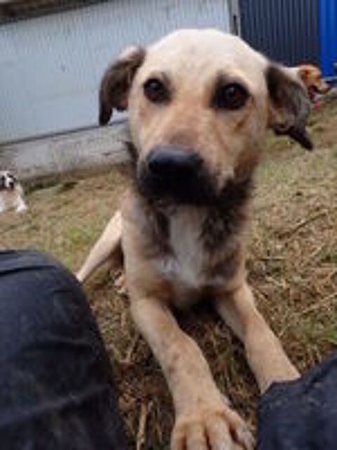   Piment à l'adoption 