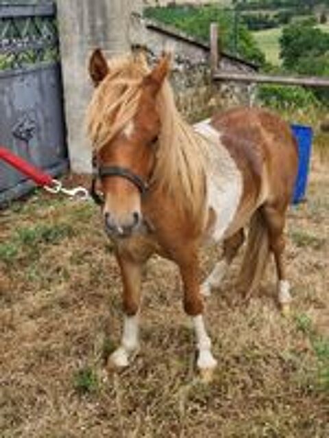   poney male 