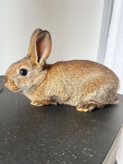 B&eacute;b&eacute; lapin 35 06540 Breil-sur-roya