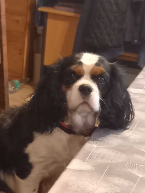 FEMELLE CAVALIERS KING CHARLES 450 89340 Villeneuve-la-guyard