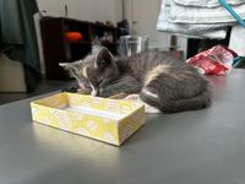   chaton  