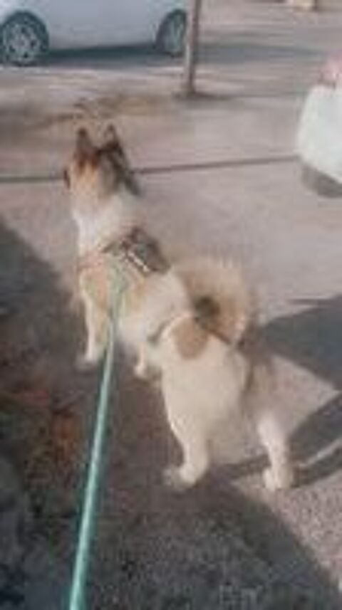  Chien BUCK  l adoption 