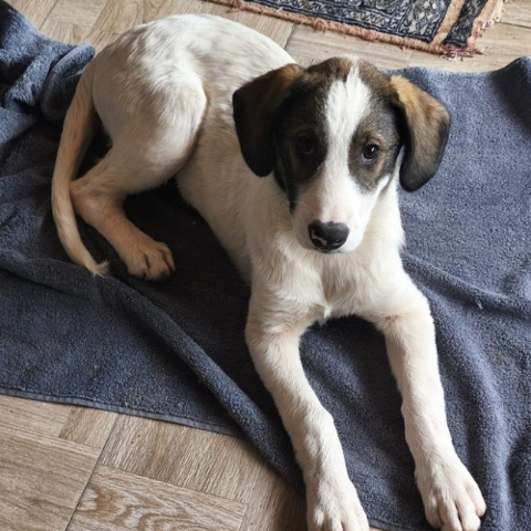 VICKY au refuge en Roumanie ( lui cherchons aussi un accueil pour  la sauver ) 0 75018 Paris