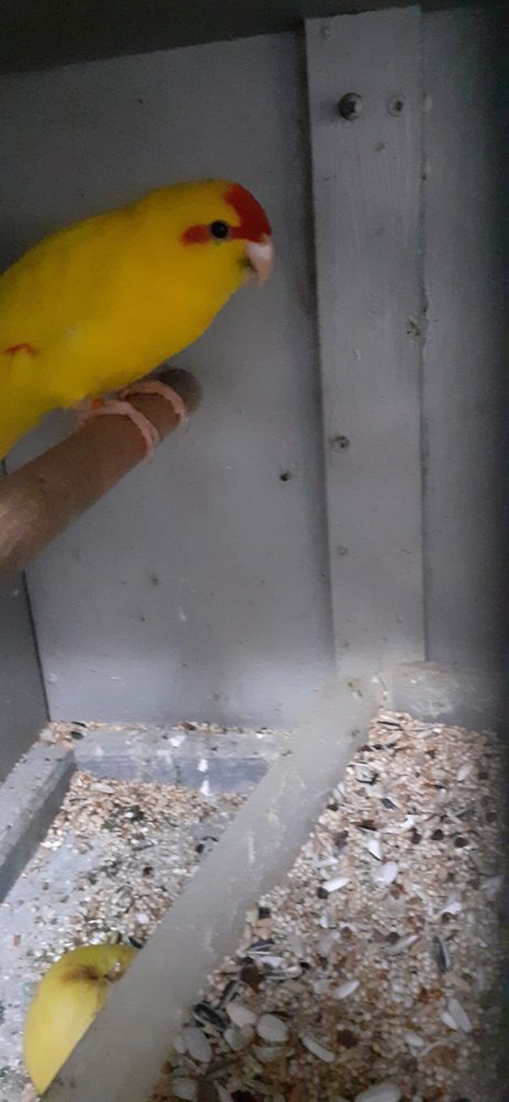   OISEAUX DE CAGES ET DE VOLIÈRES  