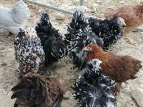   Poules et coqs  