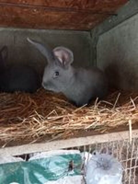   Lapins bleus de vienne  