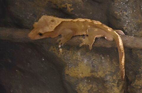 Trio de Gecko &agrave; cr&ecirc;te 125 77440 Congis-sur-th�rouanne