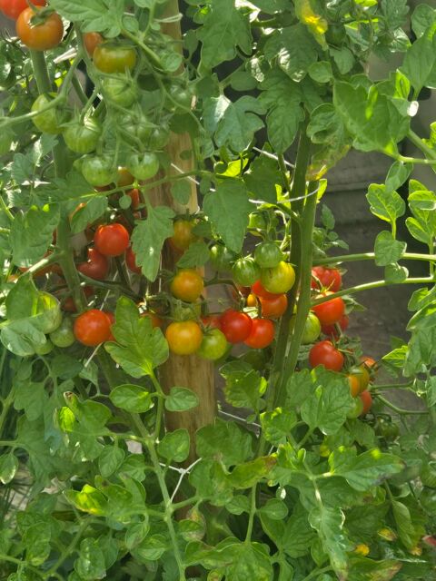 Pers s&eacute;rieuse recherche tortue de terre adulte,voir &acirc;g&eacute;e 77 0 93800 �pinay-sur-seine