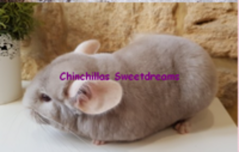   Duo femelles chinchillas mutations rares mme famille 