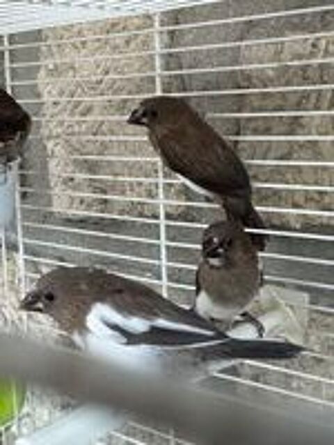   3 moineau du japon 