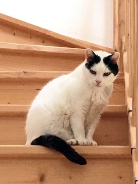 BLANCHETTE, superbe chatte noire et blanche à adopter via l'association UMA 50 18370 Saint-saturnin