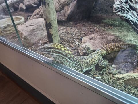 Varan acanthurus m&acirc;le 150 29000 Quimper