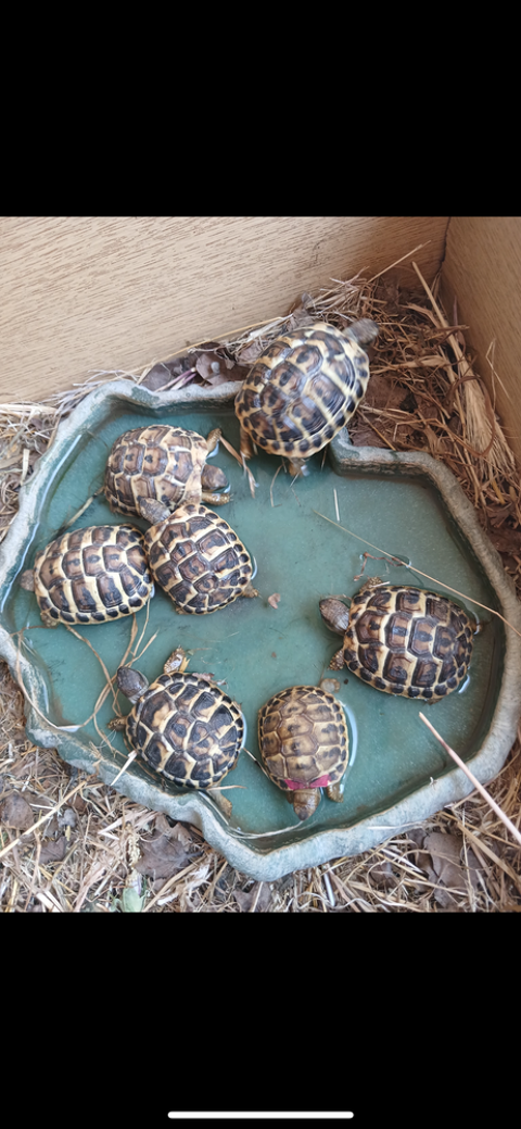 Tortue de terre Grecque 60 84000 Avignon