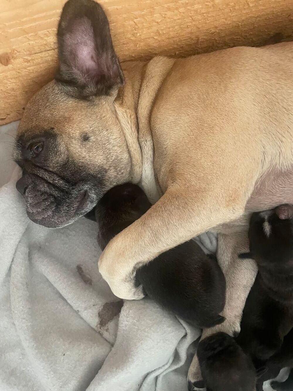   Type bouledogue français 