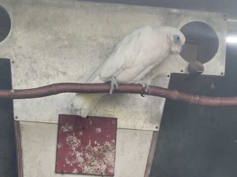 cacatoes a oeil nu 300 71100 Chalon-sur-sane