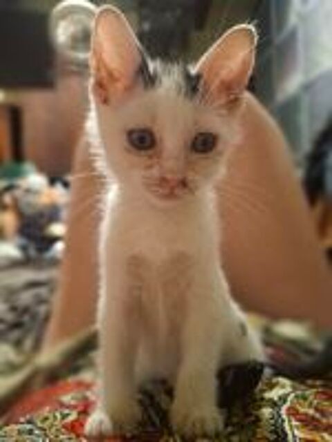   Chaton a donner contre bon soin
