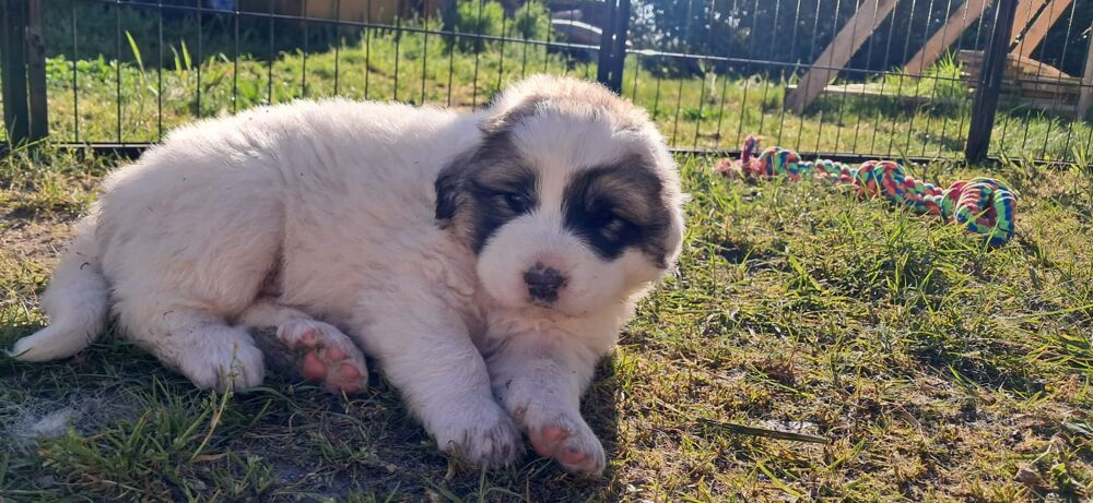   Chiot montagnes des Pyrnes disponible 