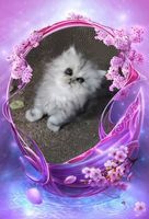   CHATON PERSAN  