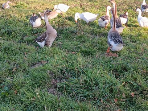 Oies de Guinées 45 40270 Maurrin