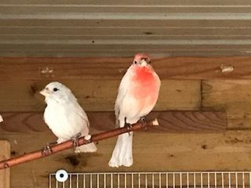   couple roselin  du mexique 