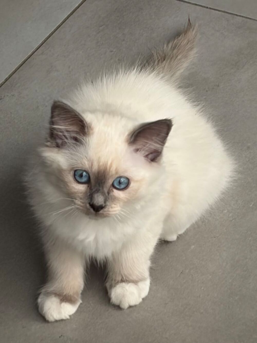   2 chatons femelles Sacré de Birmanie LOOF 