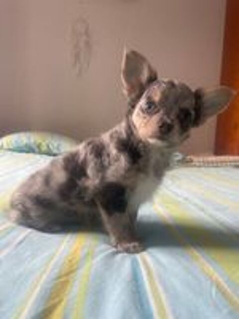   chiots chihuahua petit gabarit 