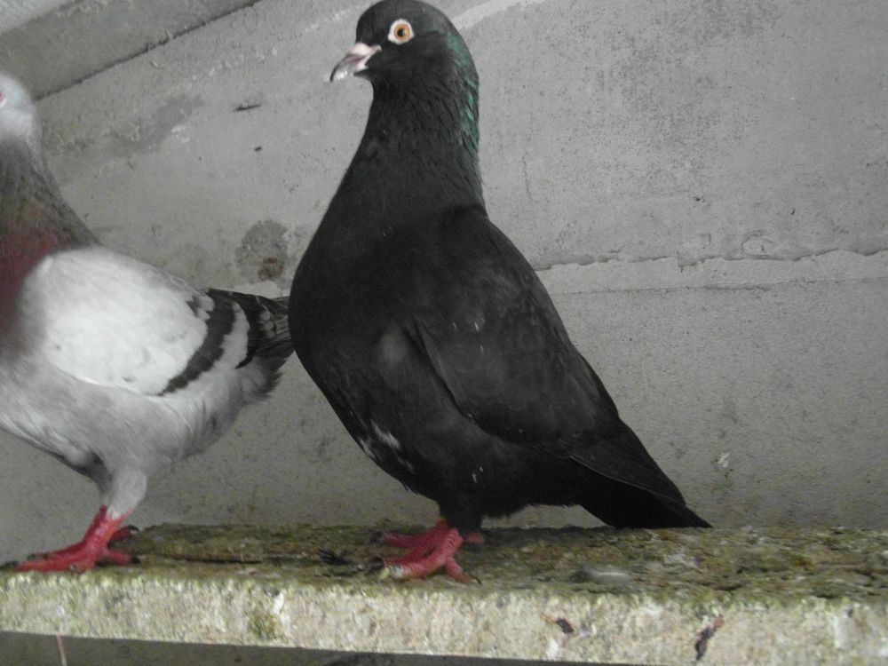   pigeons hubbel nés en 2024/2025.  