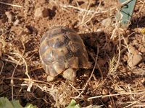   Tortue de terre graécca 4 ans 