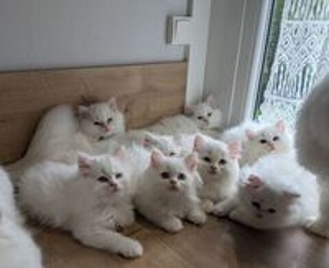   Magnifiques chatons type British Longhair disponibles  