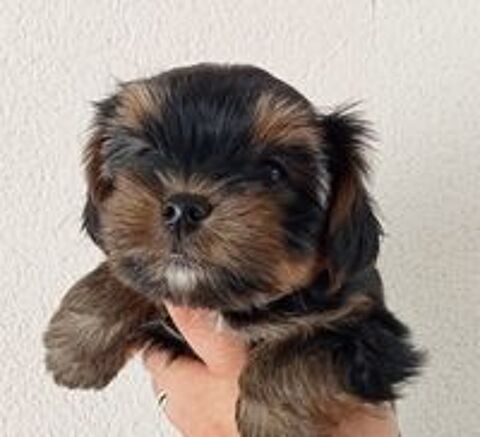  Yorkshire chiots disponibles 