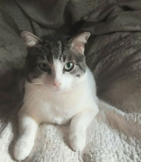 MILOW 230 27620 Gasny