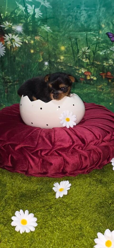 A r&eacute;server un chiot m&acirc;le Yorkshire terrier inscrit au LOF 1500 22000 Saint-brieuc