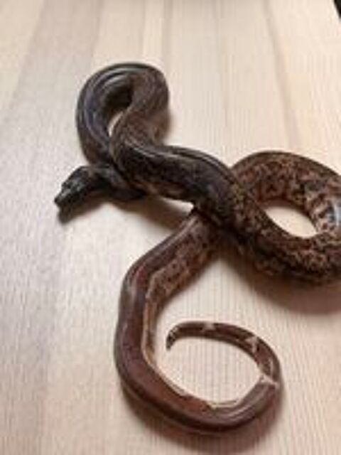  Boa imperator Hypo IMG femelle 2021 