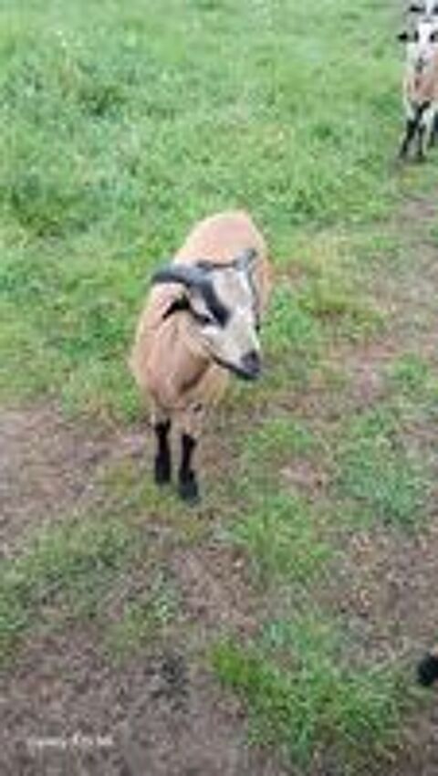   Mouton du Cameroun  